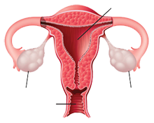 Keeping Your Ovaries After Hysterectomy - Dr.Whitted