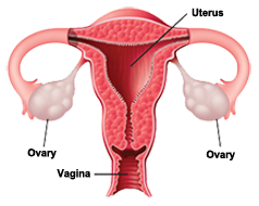 Keeping Your Ovaries After Hysterectomy - Dr.Whitted